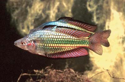 Melanotaenia duboulayi